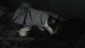 From Infancy to Old Age: The Science of Sleep Across the Lifespan